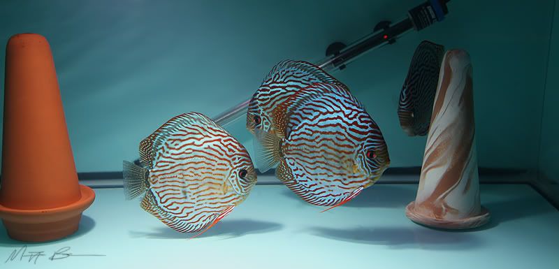 discus breeders canada